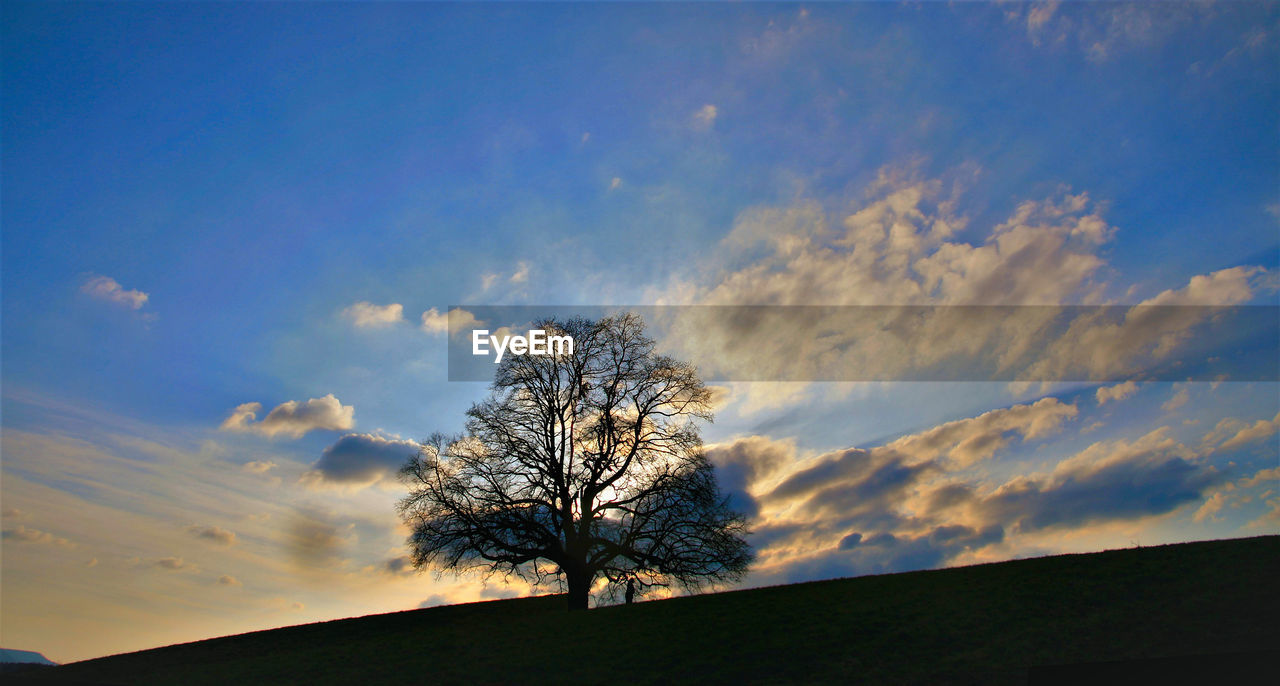 SILHOUETTE TREES ON FIELD AGAINST SKY DURING SUNSET