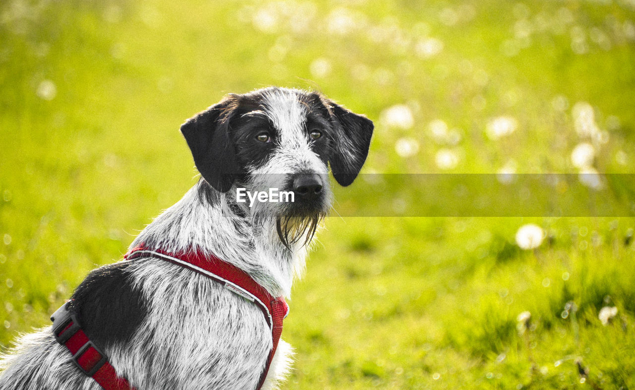 Portrait of dog on grass