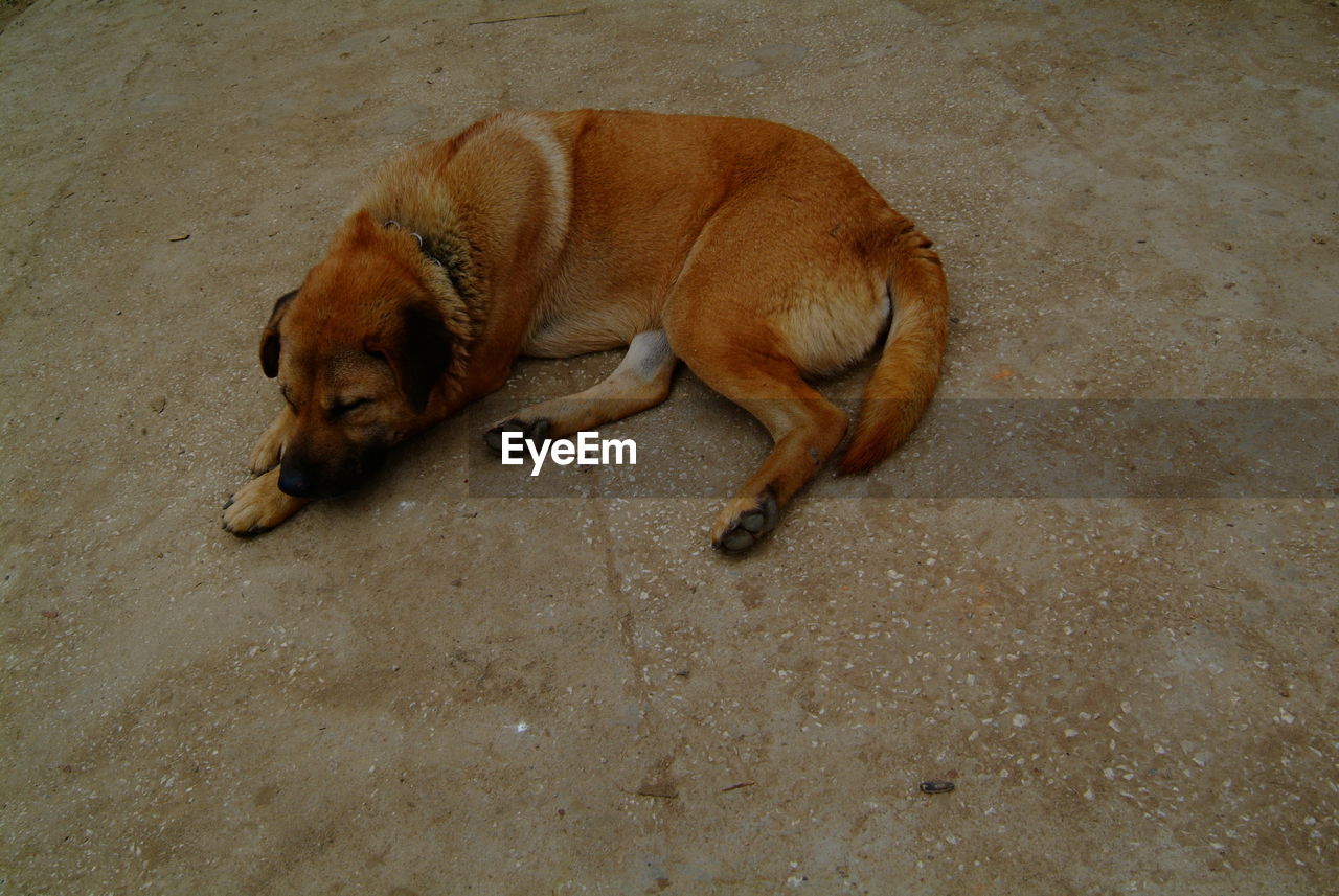 HIGH ANGLE VIEW OF A DOG SLEEPING