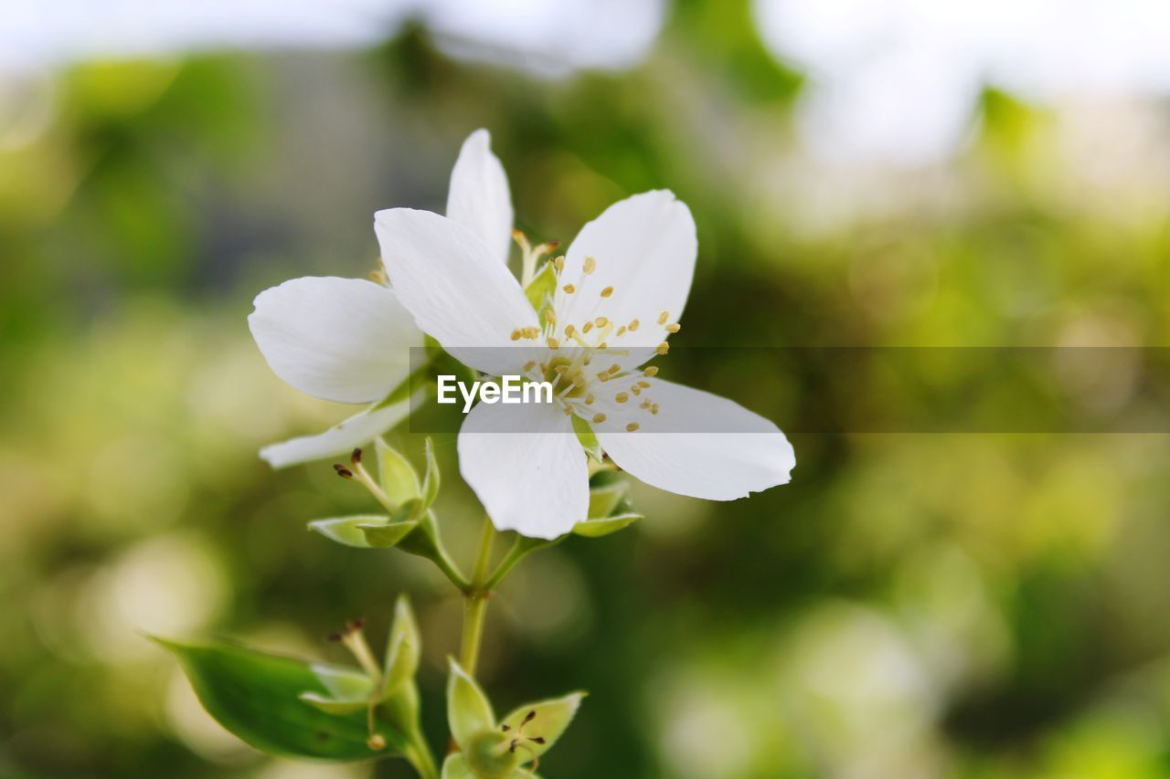 Close-up of white flowering plant