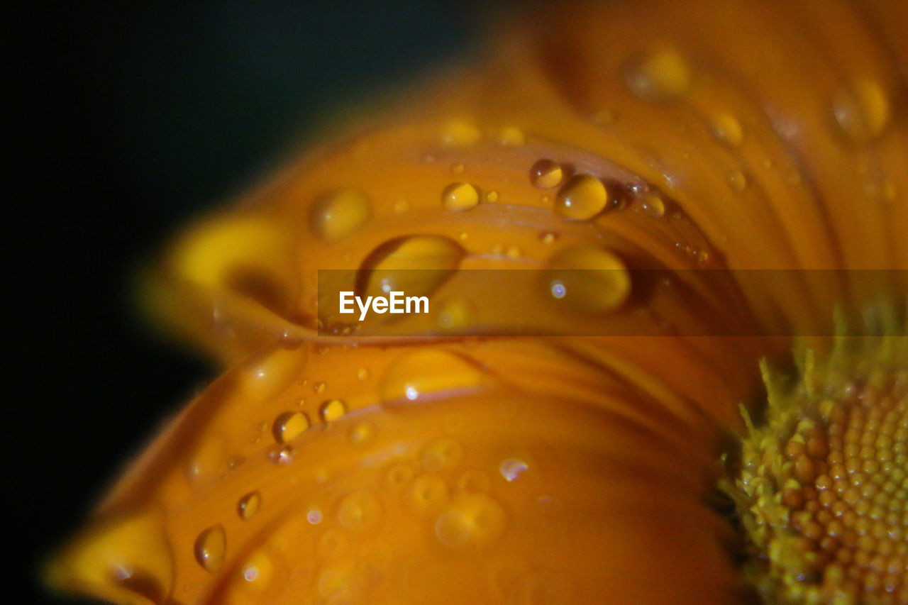 WATER DROPS ON YELLOW FLOWER