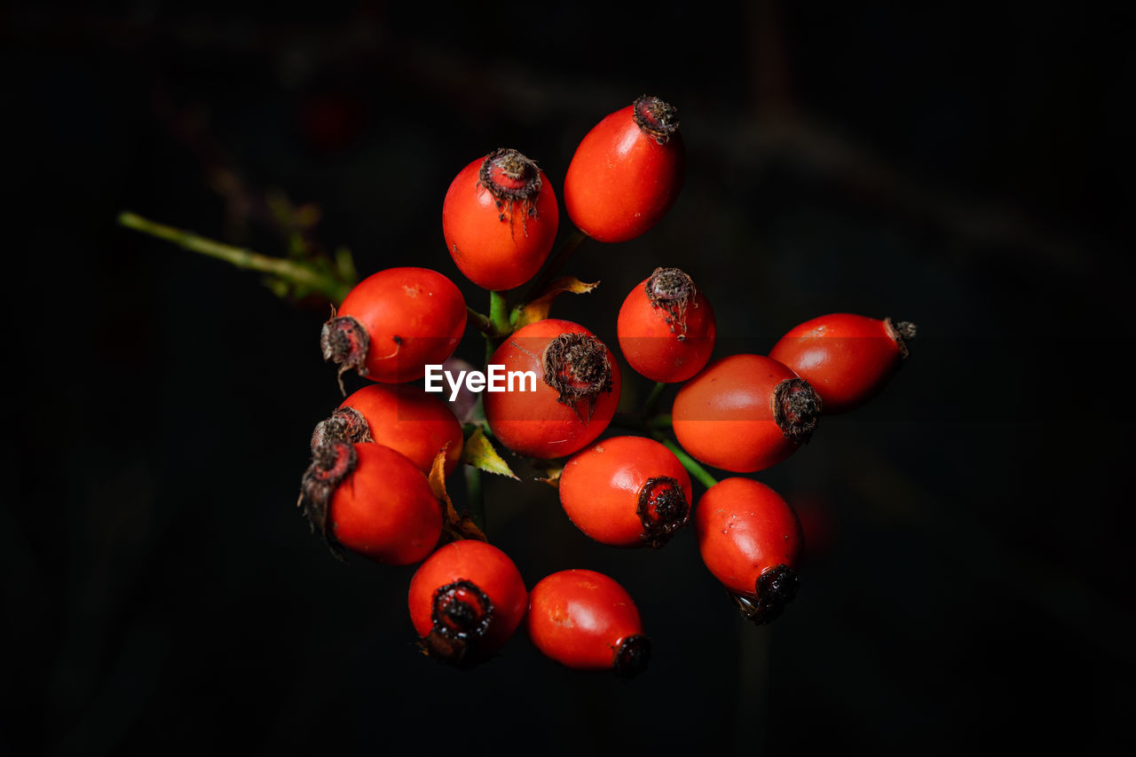 Close-up of rose hips on plant against black background