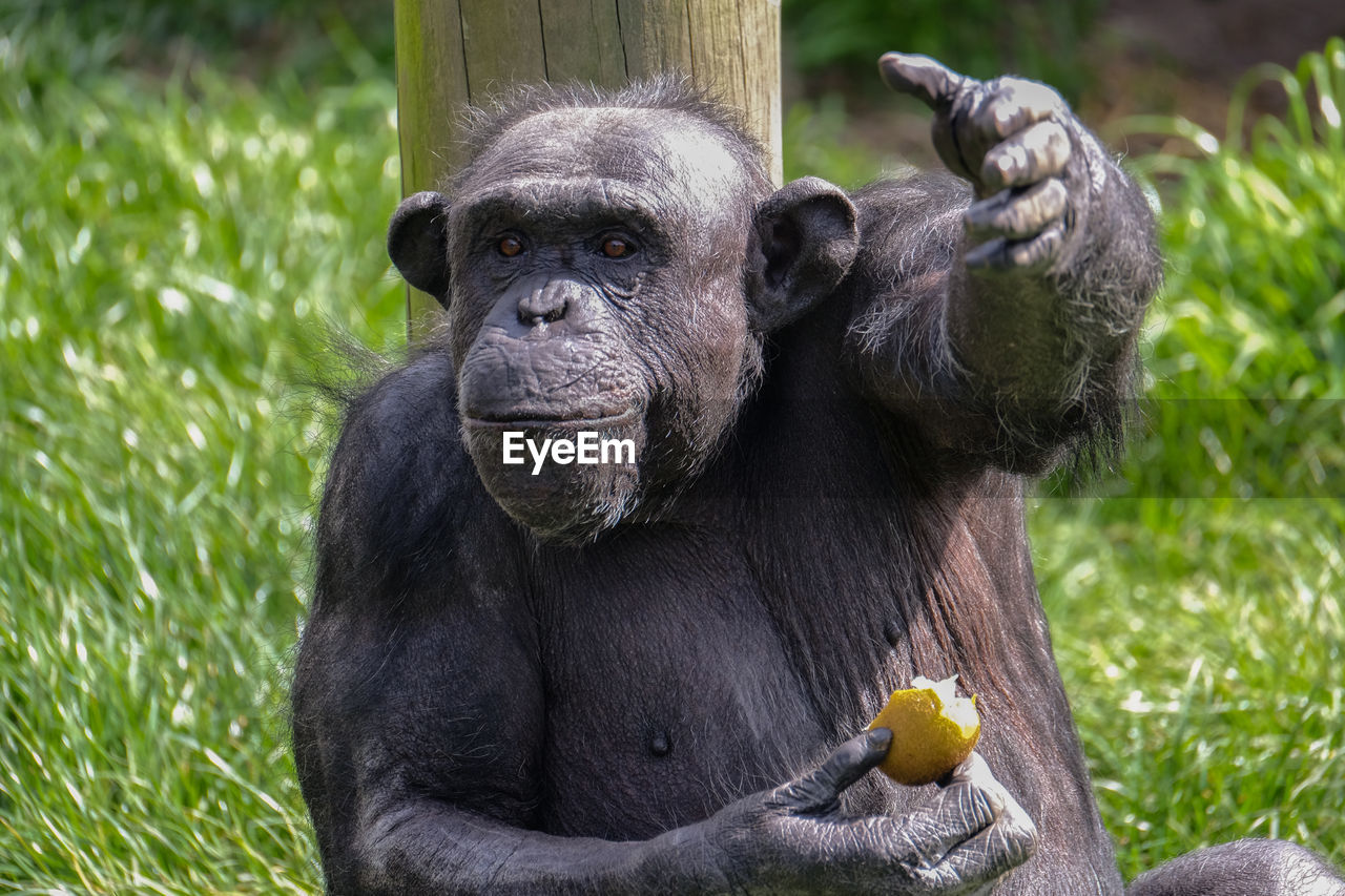 Close-up of chimpanzee having food