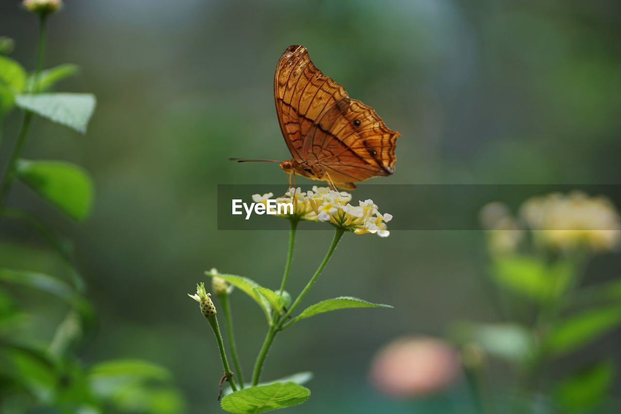 BUTTERFLY POLLINATING FLOWER