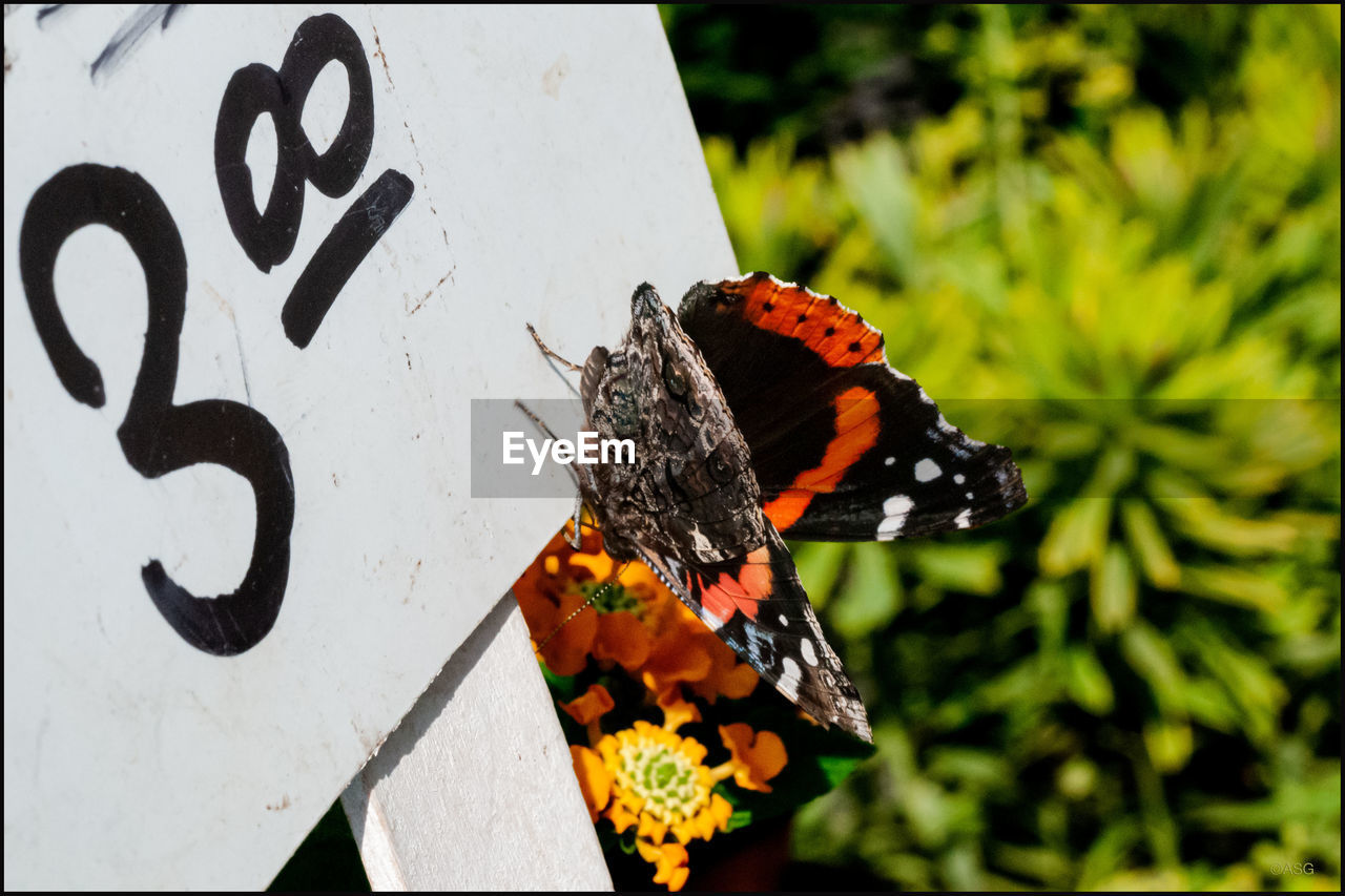 CLOSE-UP OF BUTTERFLY ON BLACK AND WHITE