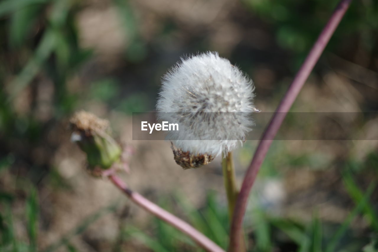 CLOSE-UP OF WHITE DANDELION