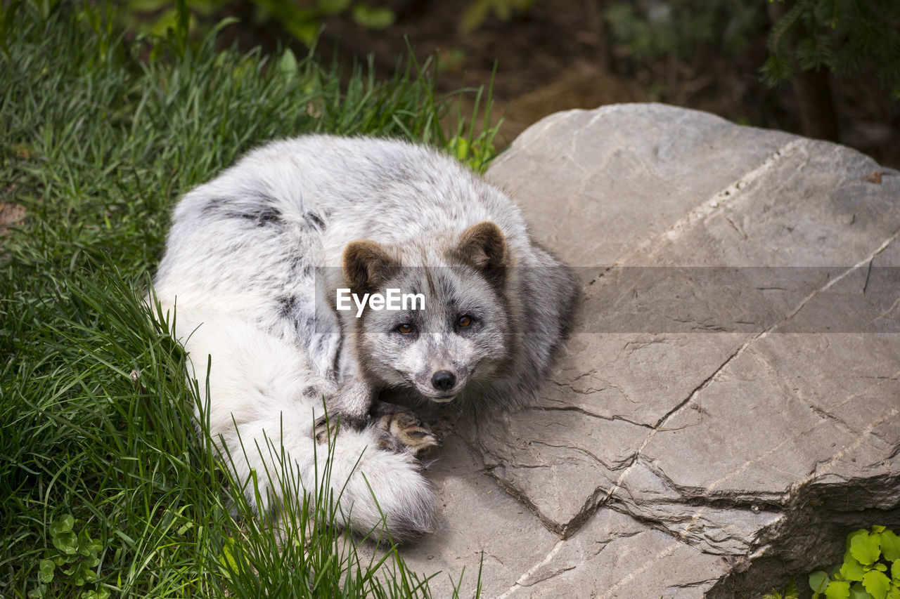 High angle view of cute young arctic fox in summer morph looking up with worried expression