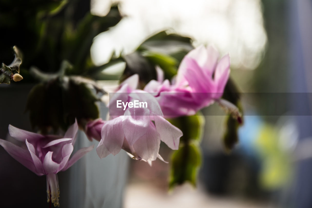 CLOSE-UP OF PINK FLOWERS