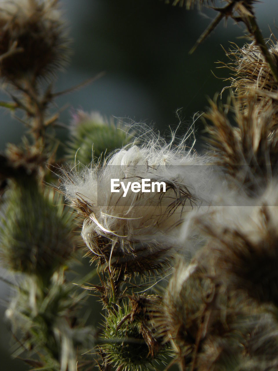 CLOSE-UP OF FLOWER PLANT