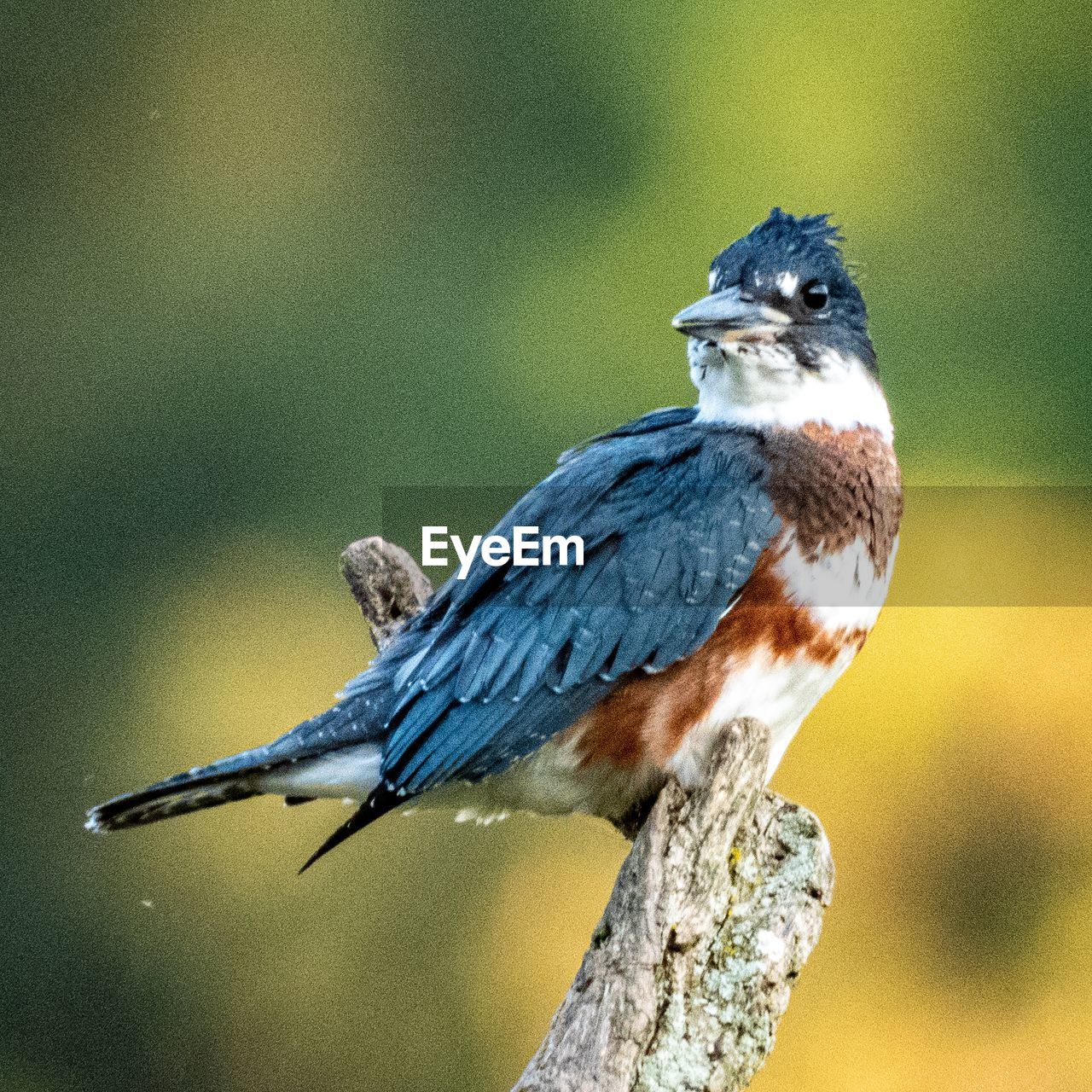 Close-up of kingfisher perching on branch