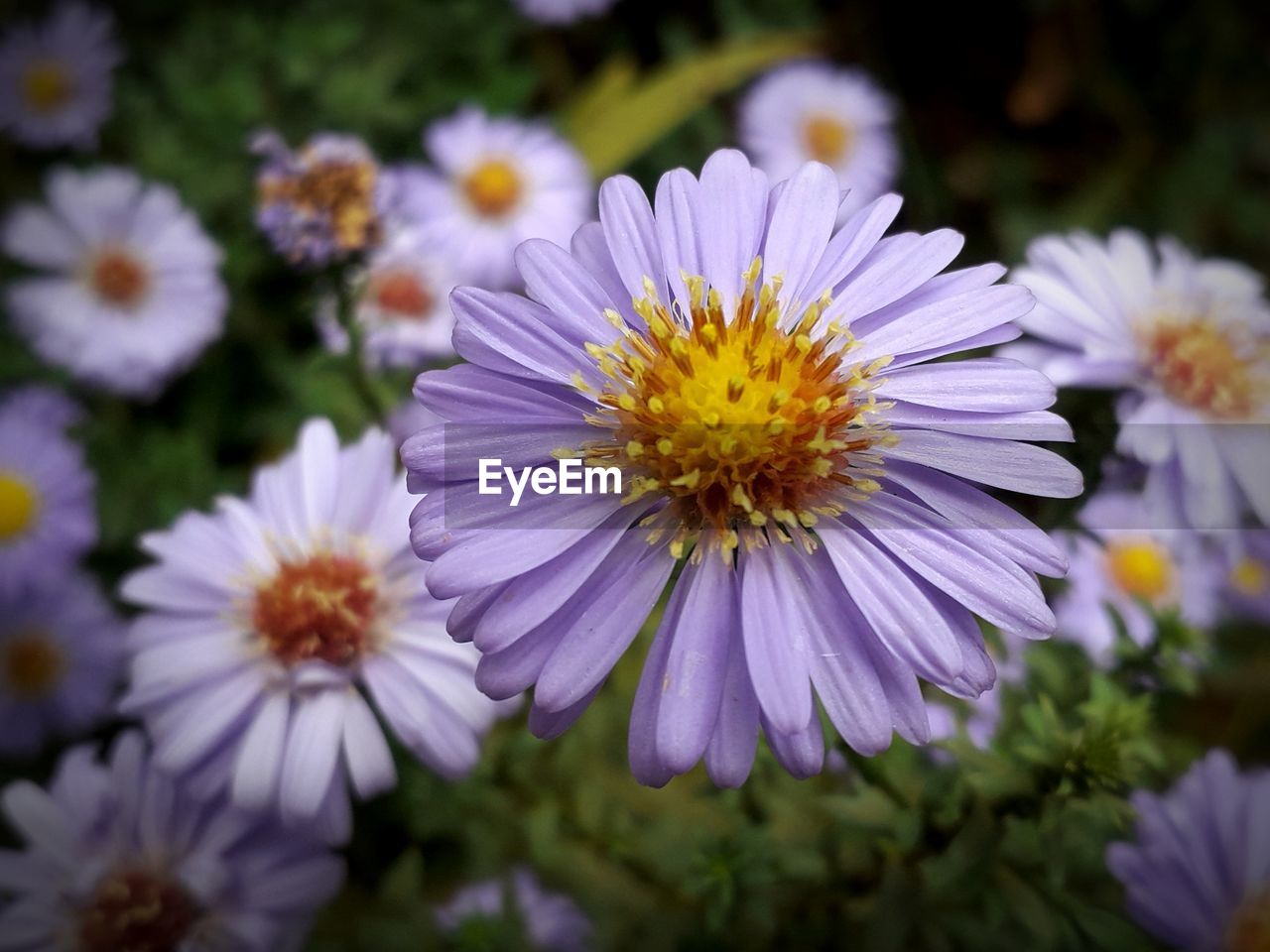 Close-up of purple daisy flowers