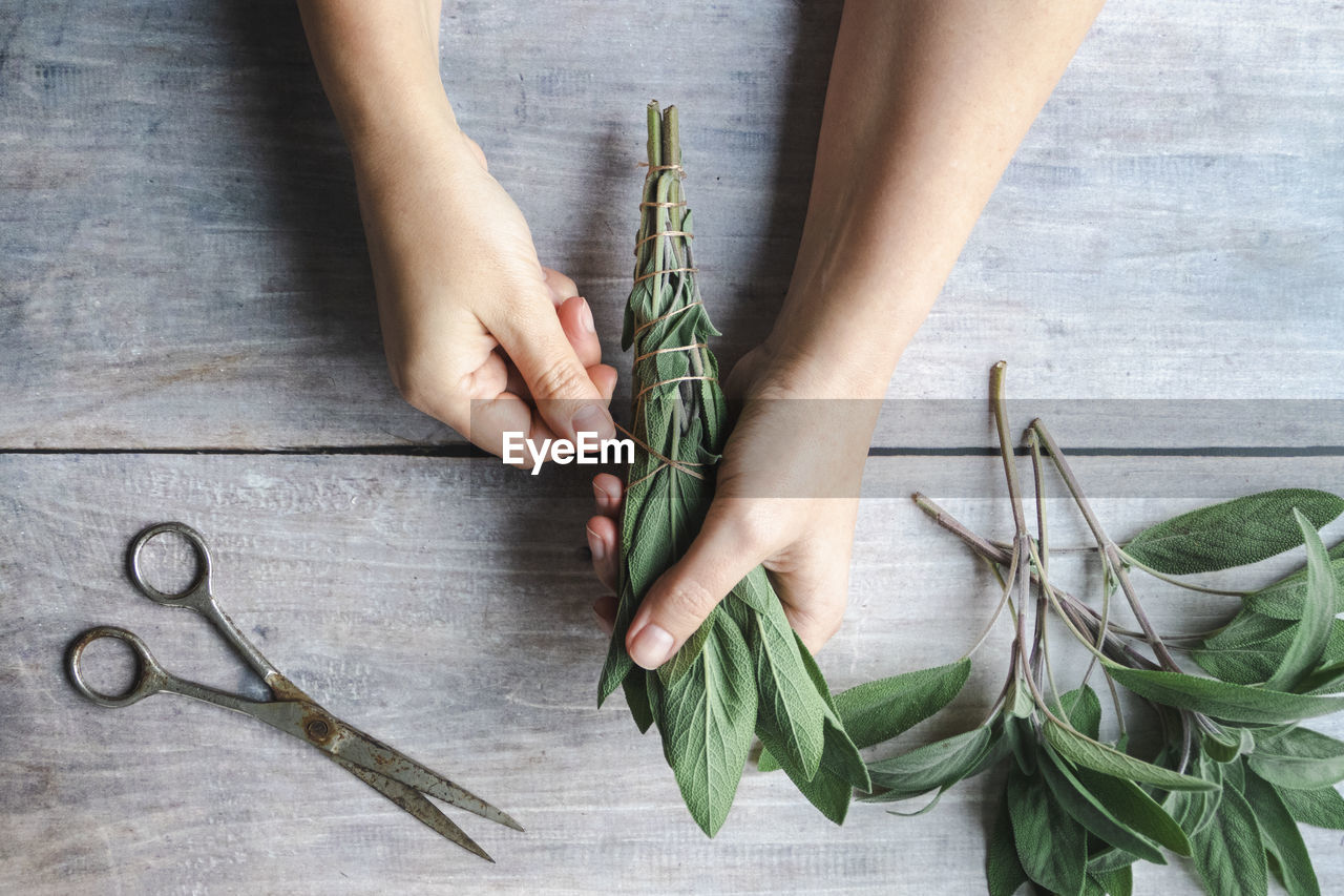 scissors, one person, hand, green, indoors, wood, adult, plant, high angle view, wellbeing, food, plant part, leaf, food and drink, flower, studio shot, spring, vegetable, holding, tool, occupation, women, lifestyles, nature, close-up, healthy eating, cutting, table, gardening, freshness