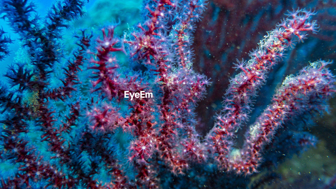 Close-up of coral in sea