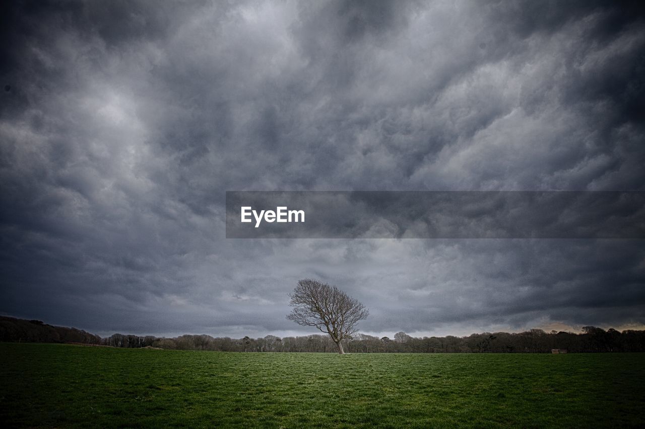 TREES ON GRASSY FIELD AGAINST CLOUDY SKY