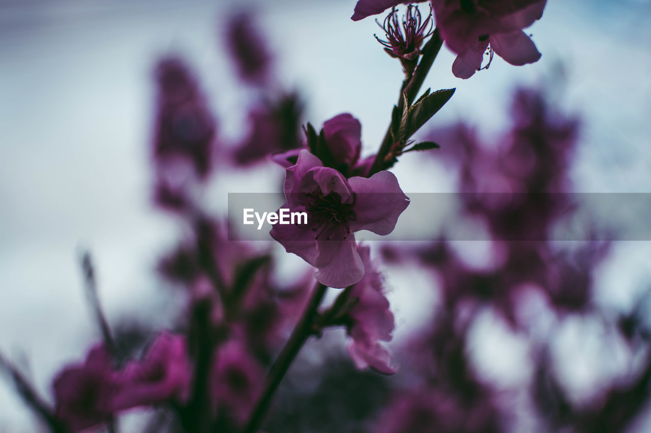 CLOSE-UP OF FLOWERS BLOOMING OUTDOORS