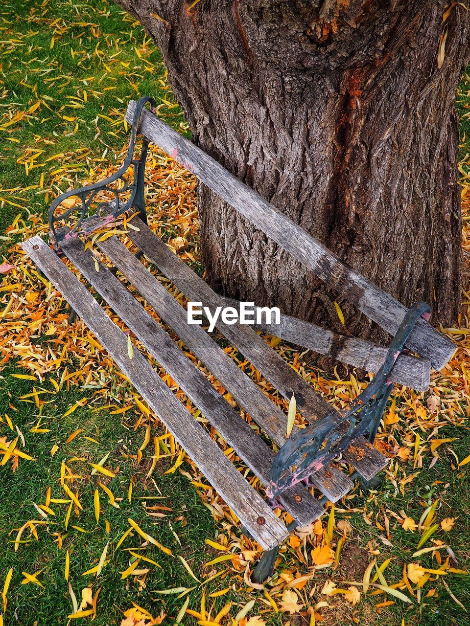 High angle view of tree trunk during autumn