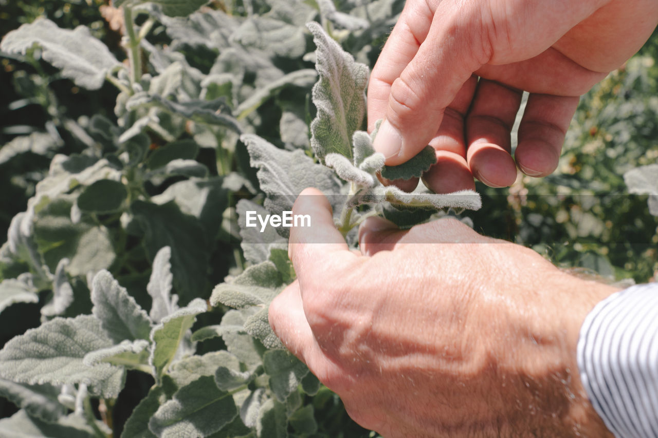 A gentleman picks a leaf from a herbaceous plant on a sunny day in bk