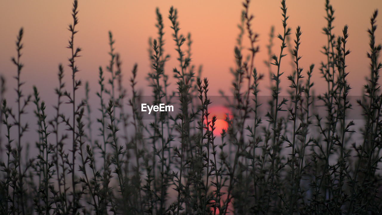 CLOSE-UP OF FLOWERING PLANTS DURING SUNSET