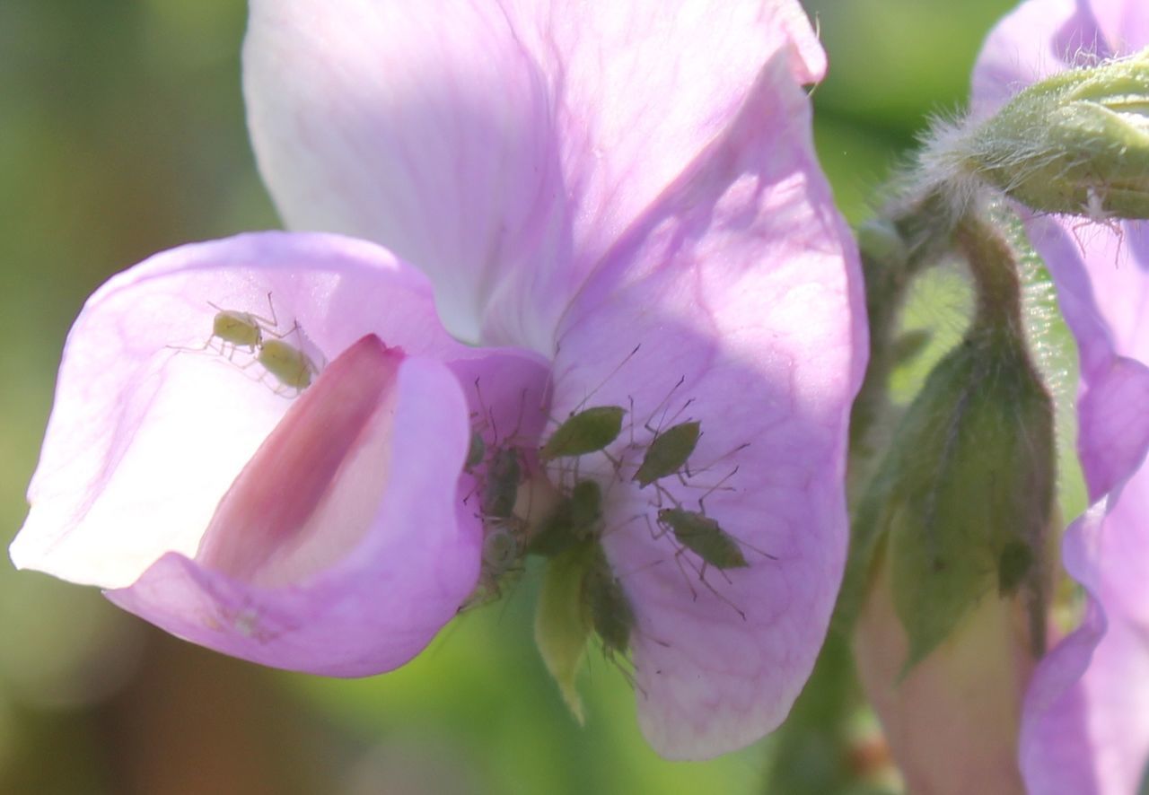 Aphids on pink flower