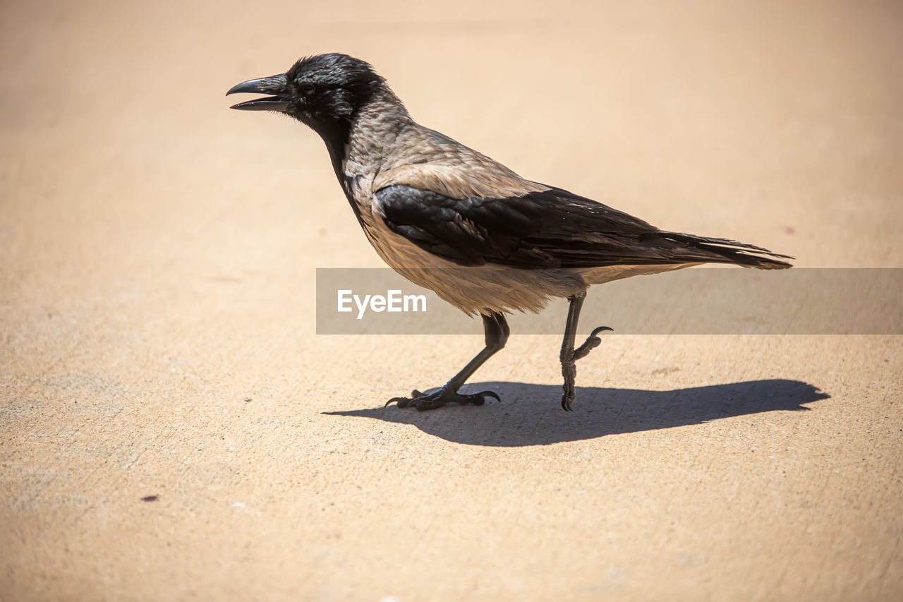 Close-up of a bird