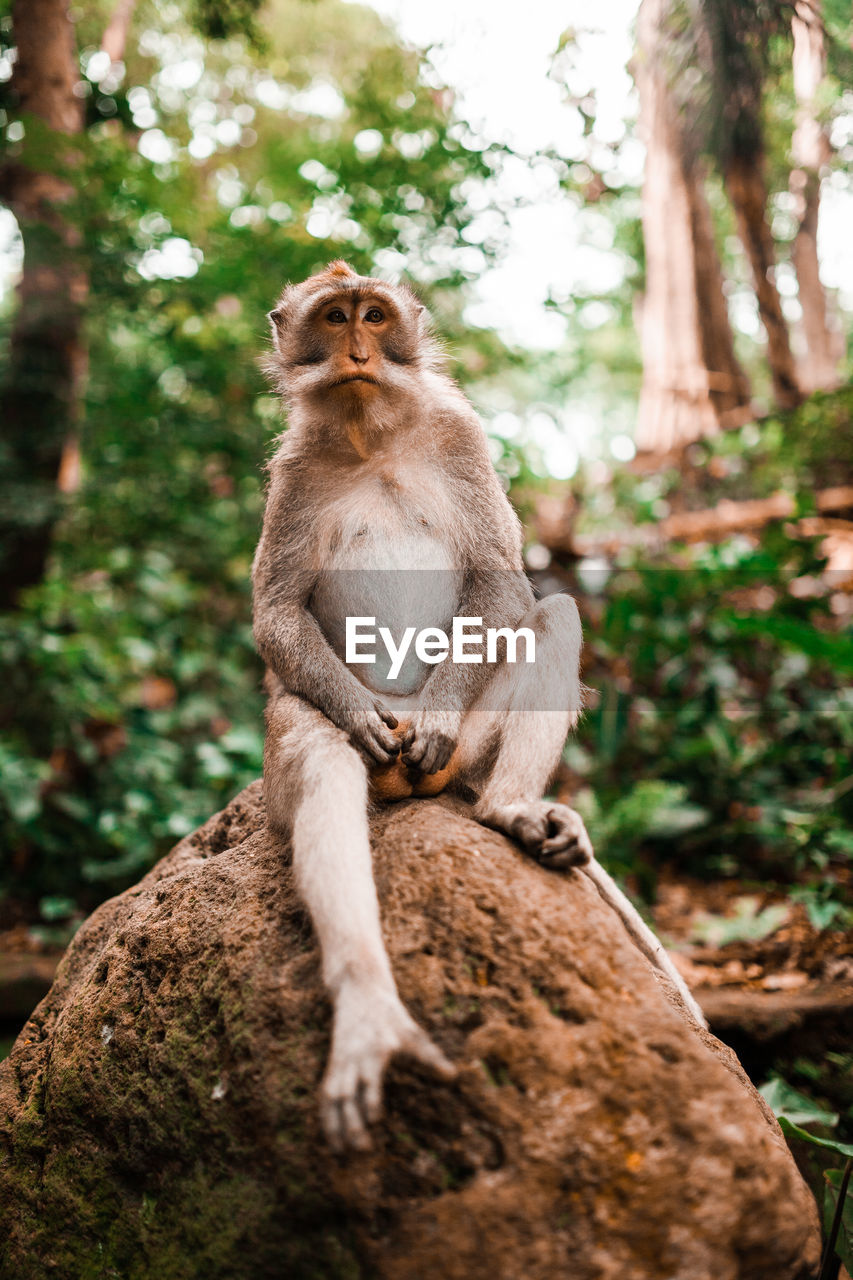 Adult male long tailed monkey sitting on a rock