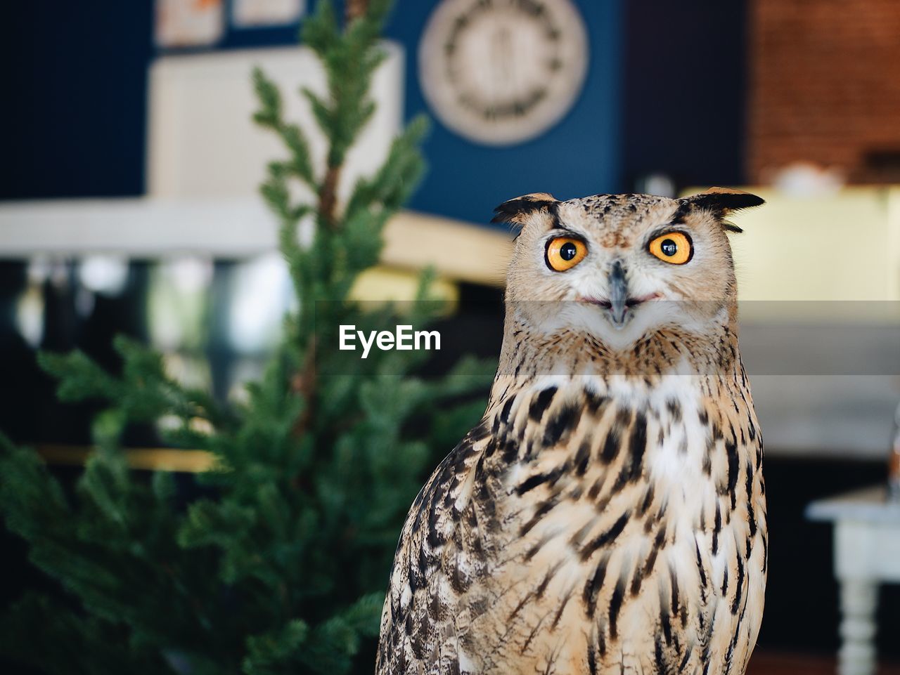 Close-up portrait of owl