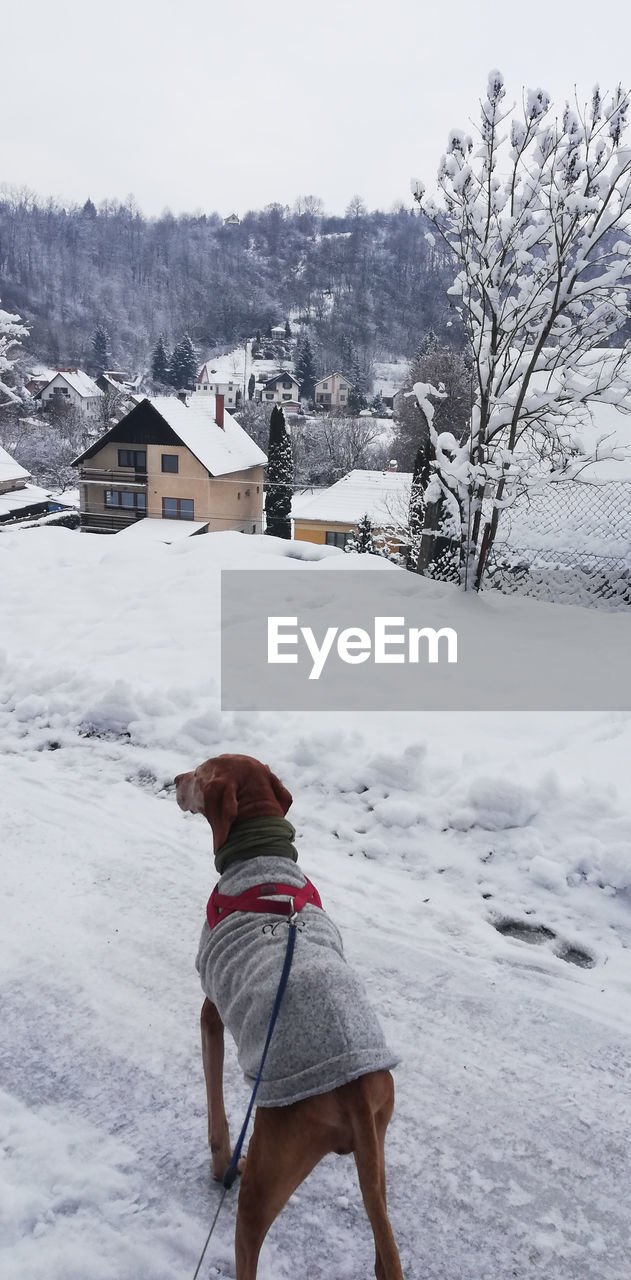 REAR VIEW OF PERSON WITH DOG ON SNOW COVERED FIELD