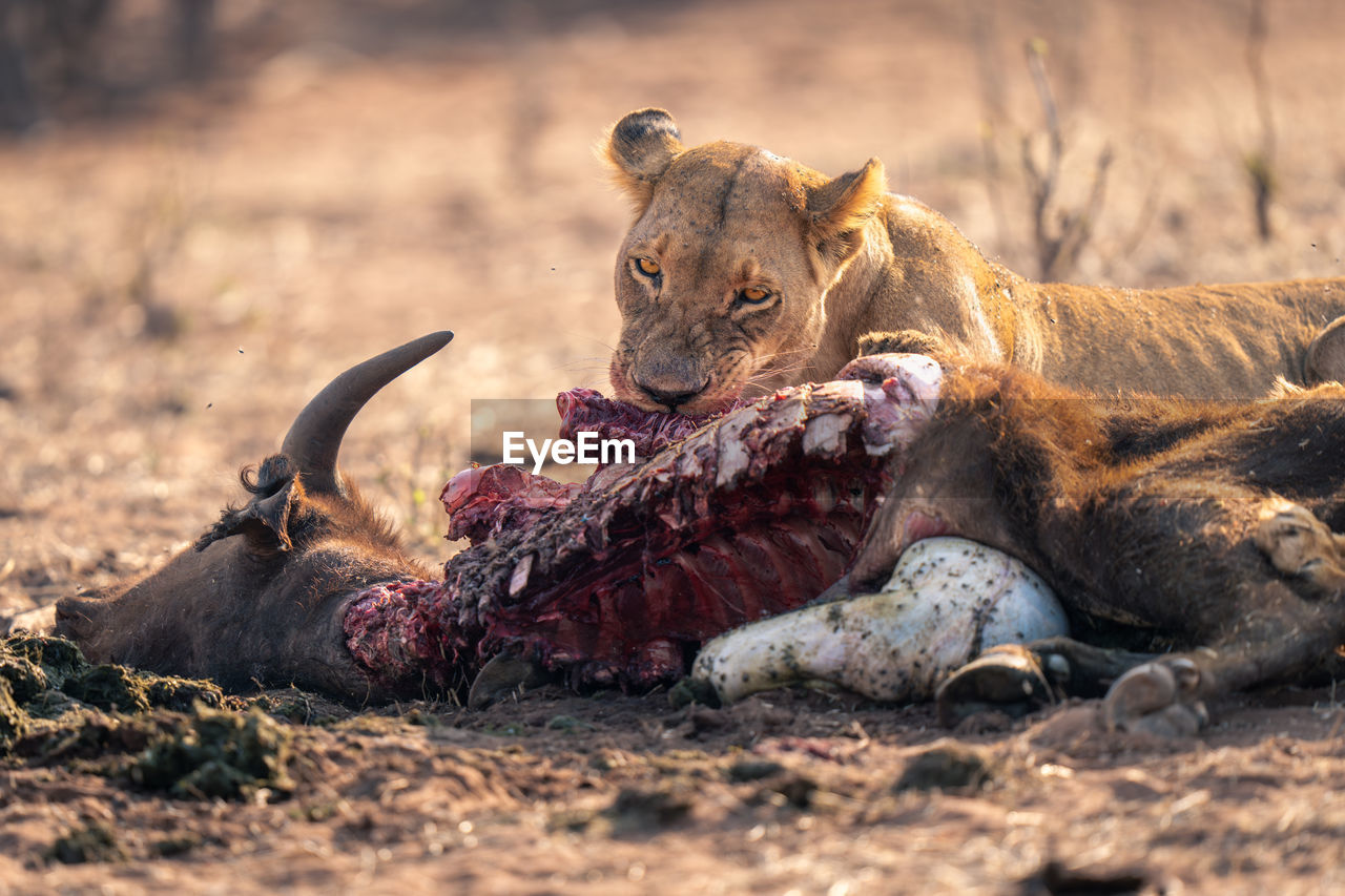 lioness sitting on field