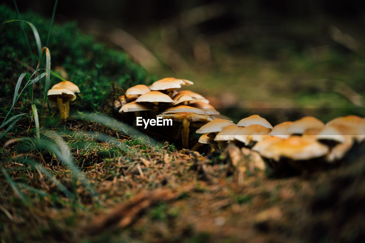 Close-up of mushrooms growing on field