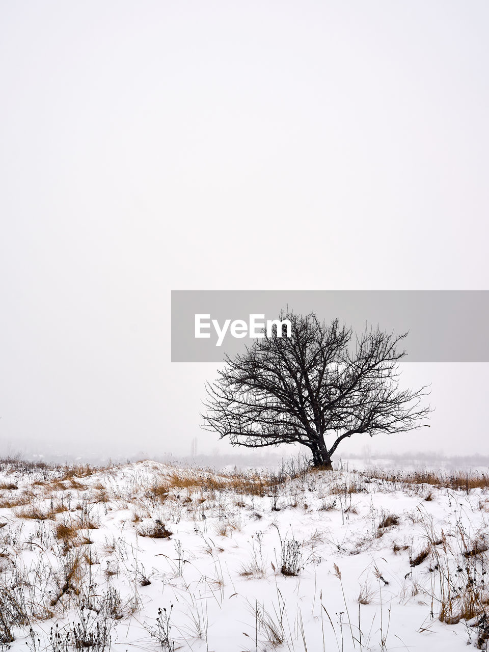 Bare tree on snow covered field against sky