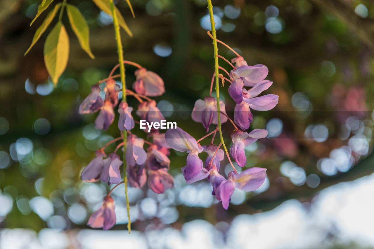 Close-up of pink flowering plant