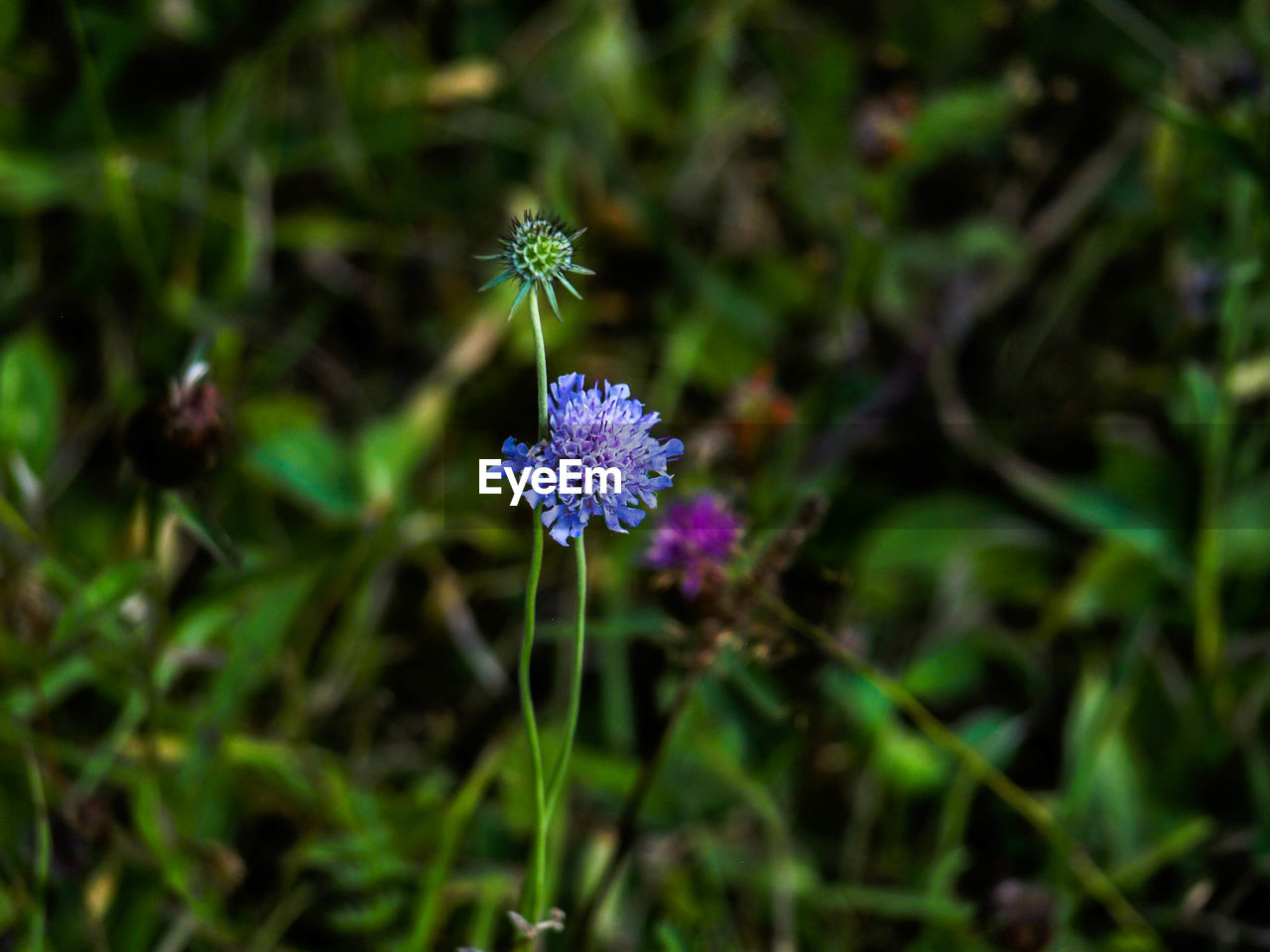 CLOSE-UP OF PURPLE FLOWERING PLANT