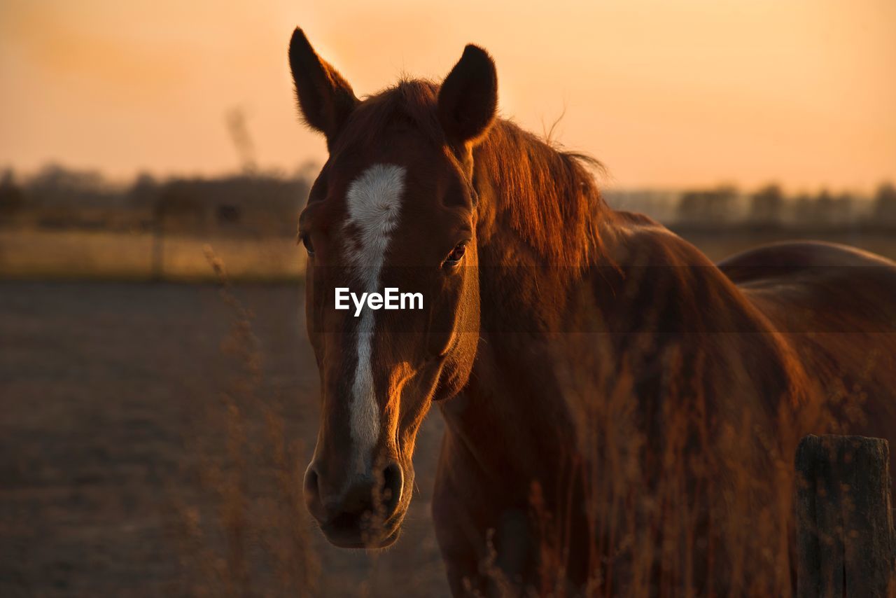 VIEW OF A HORSE