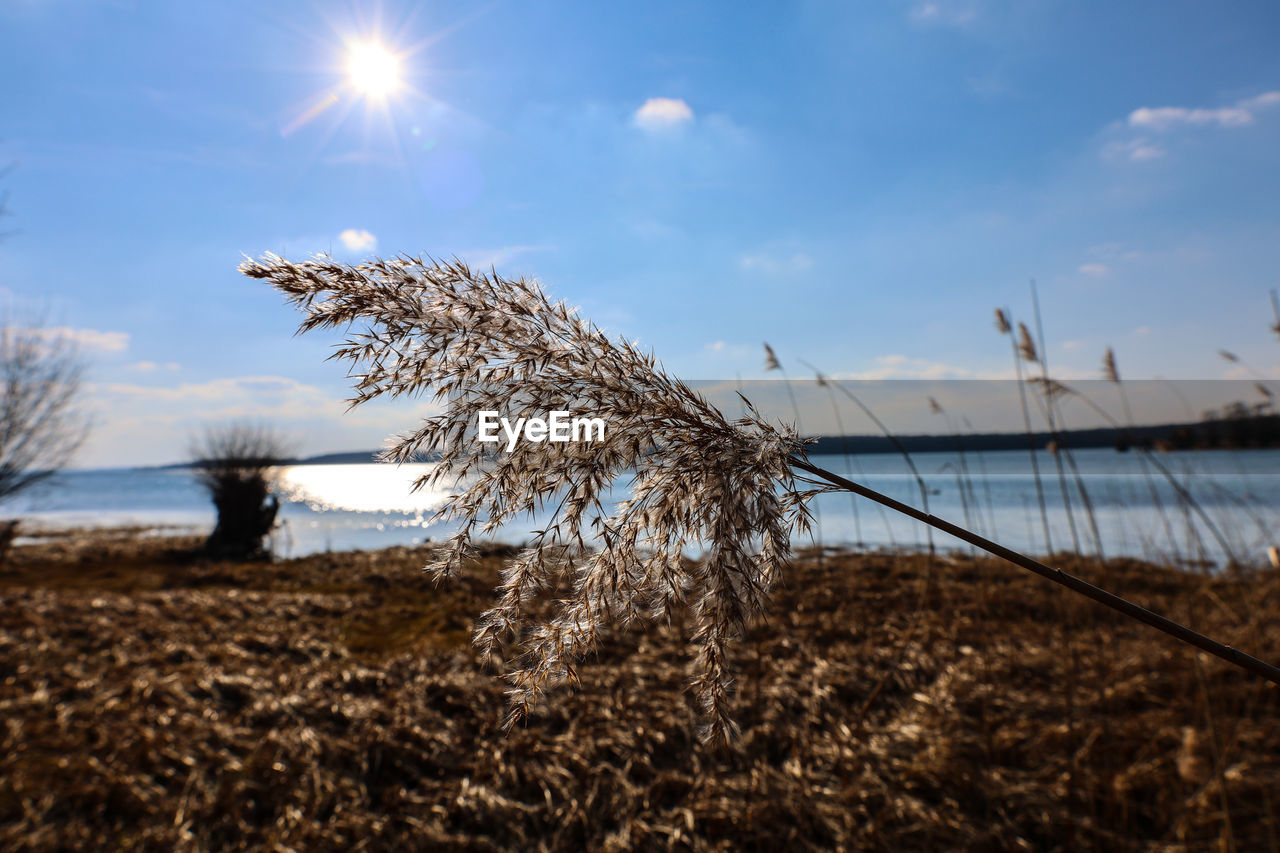 Plants growing on land against sky