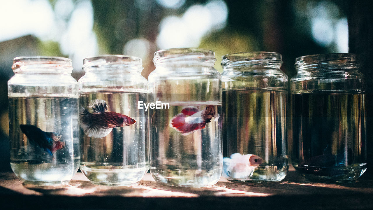 Close-up of fish in glass jars at home