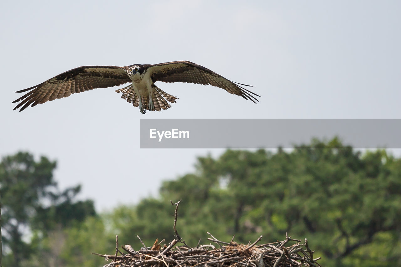 Low angle view of eagle flying against clear sky