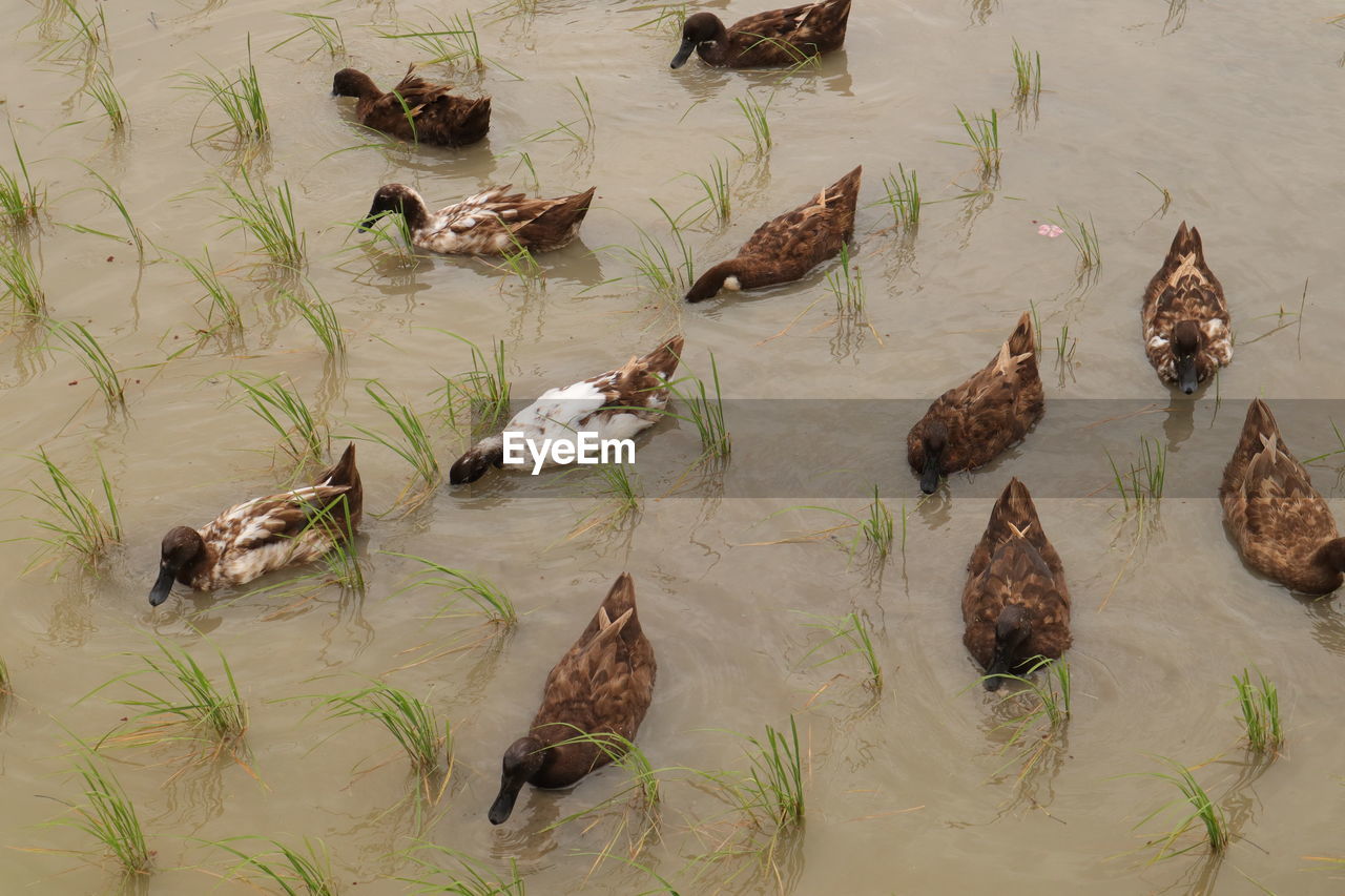HIGH ANGLE VIEW OF BIRDS IN LAKE
