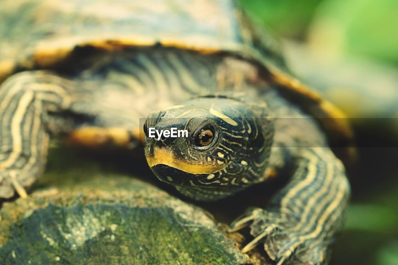 Close-up of turtle on rock