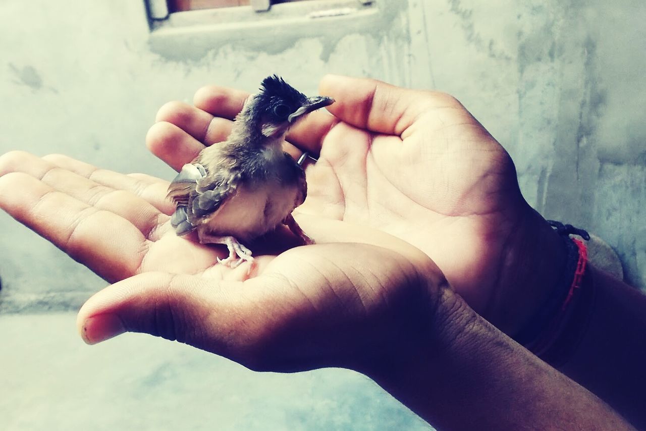 CLOSE-UP OF A HAND HOLDING LIZARD