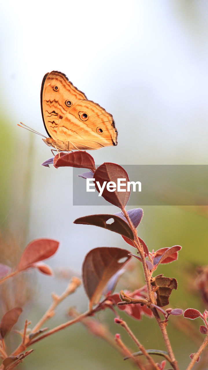 Close-up of butterfly on plant