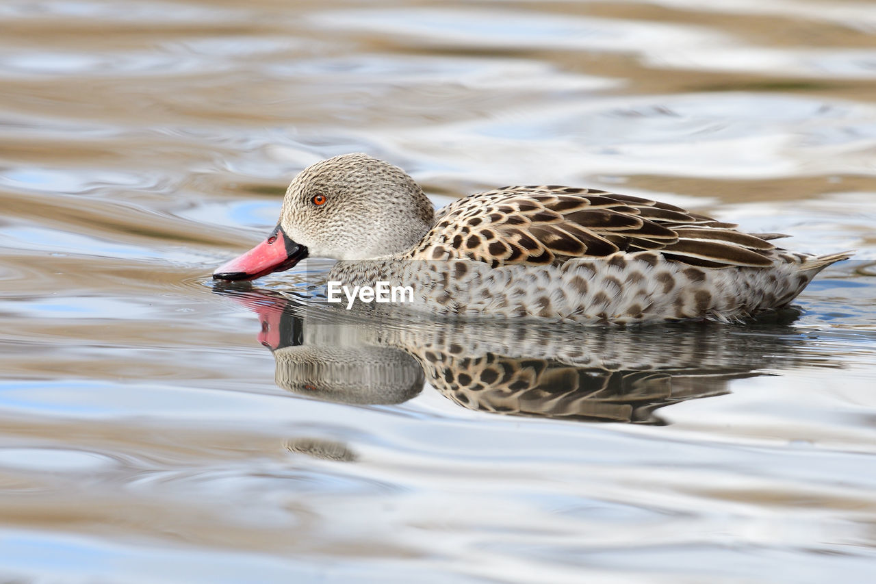 DUCK SWIMMING IN LAKE