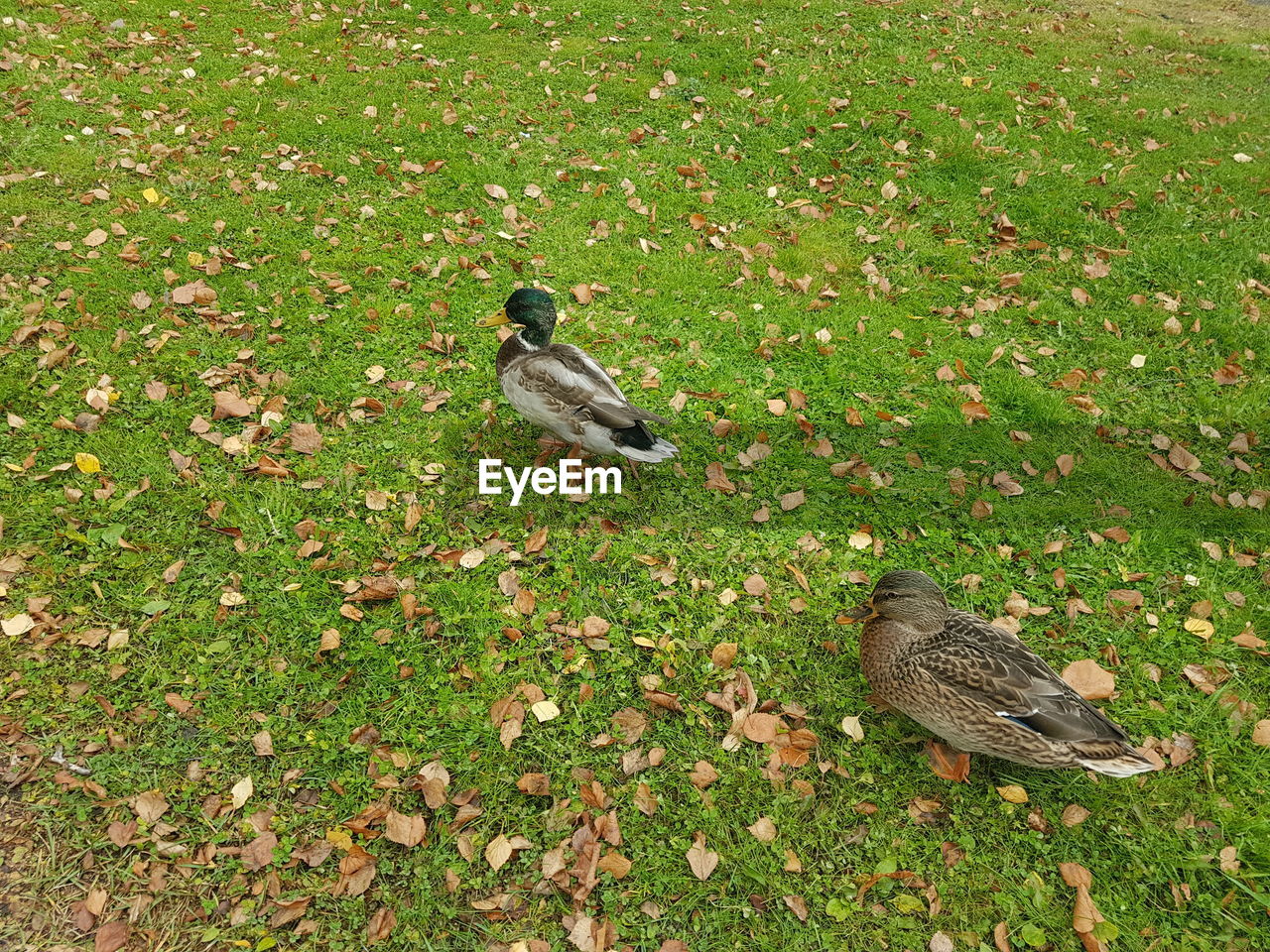 HIGH ANGLE VIEW OF BIRD ON GROUND