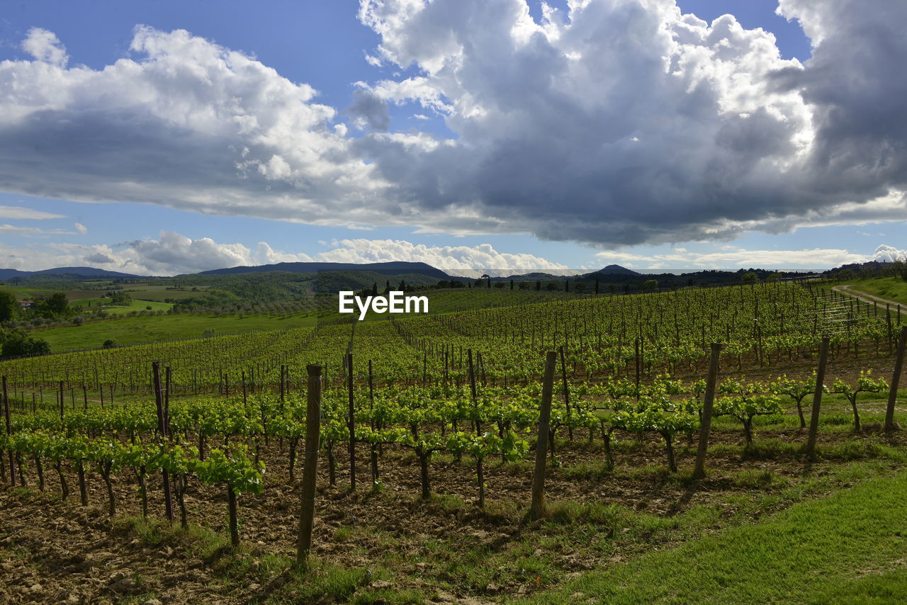 CROPS GROWING IN VINEYARD