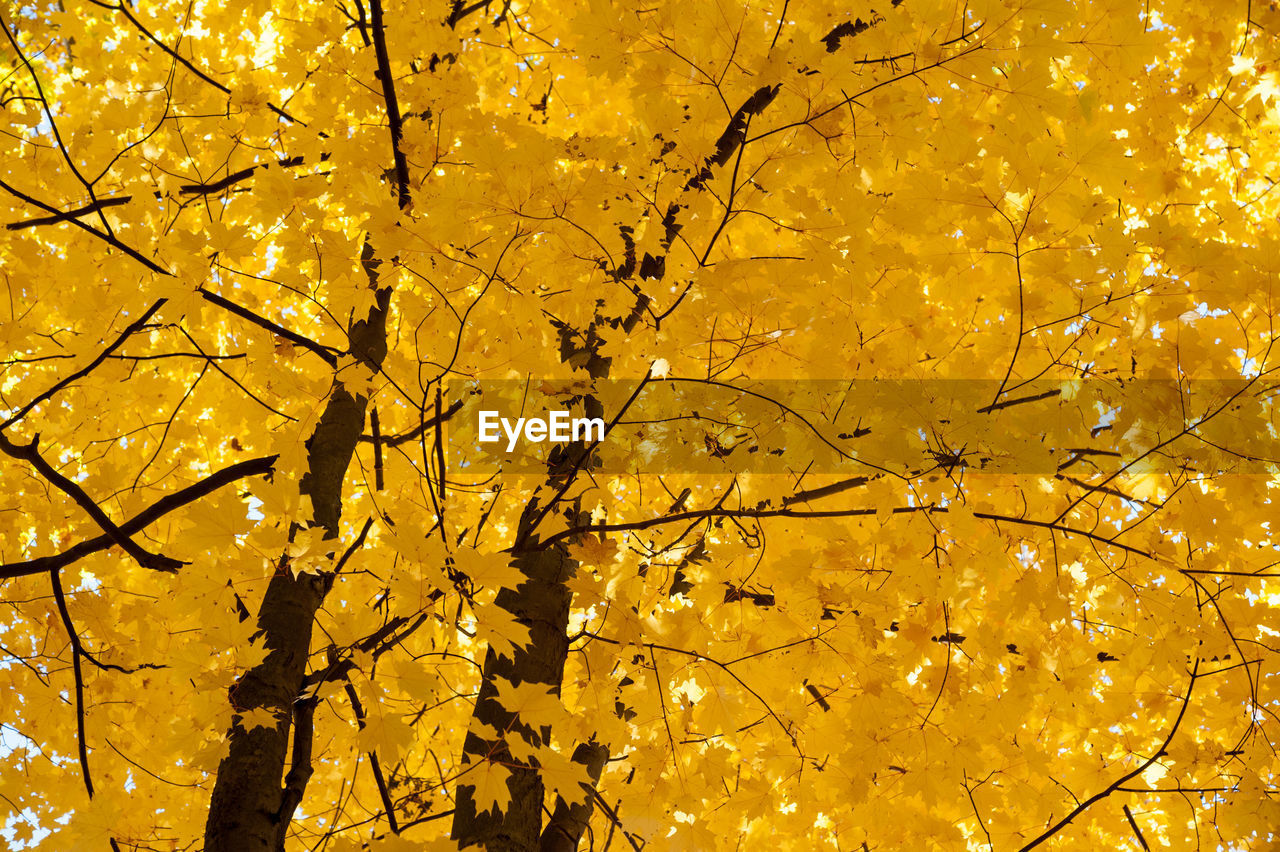 Low angle view of tree against orange sky