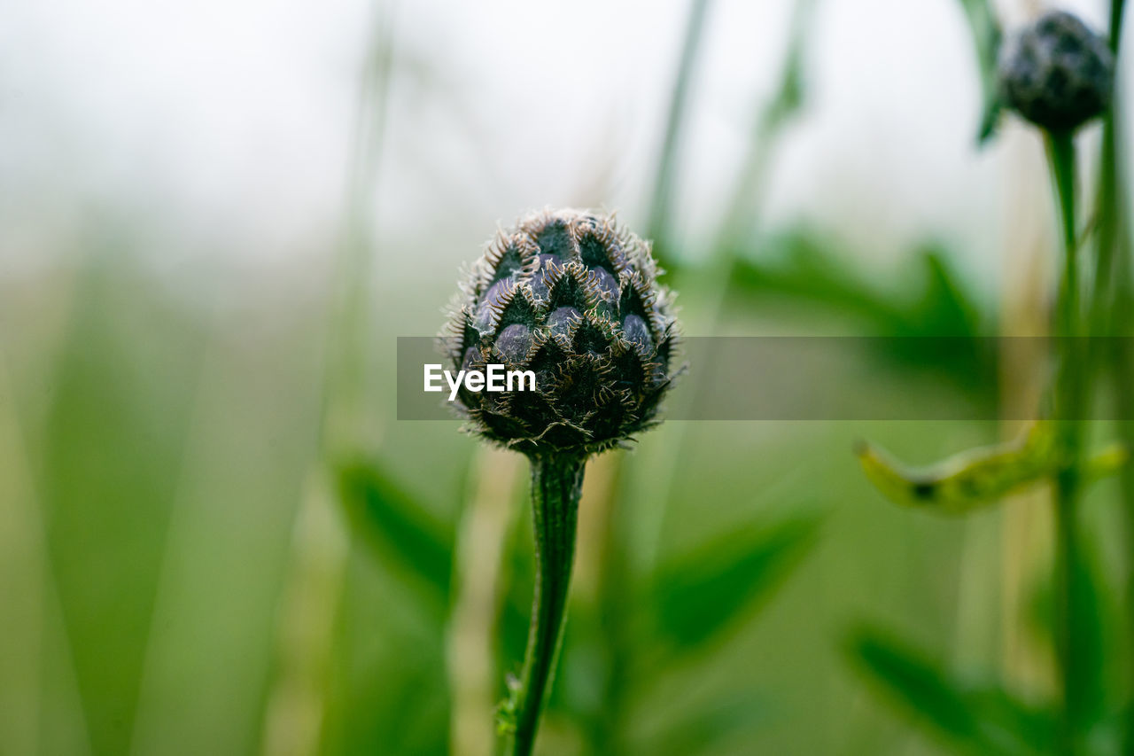 Close-up of purple flowering plant
