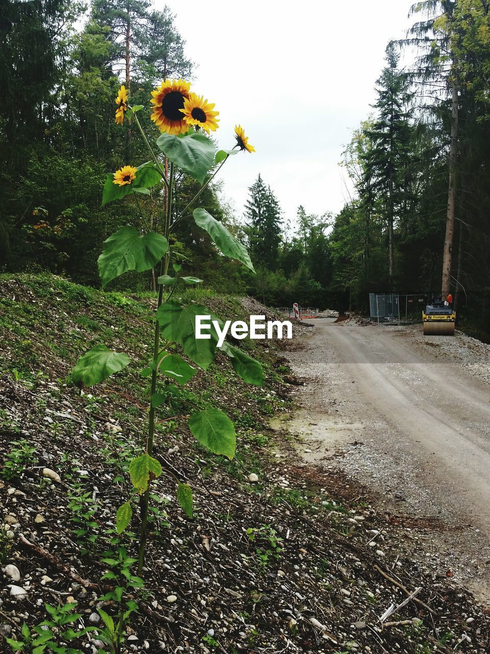 Sunflower plant growing on roadside