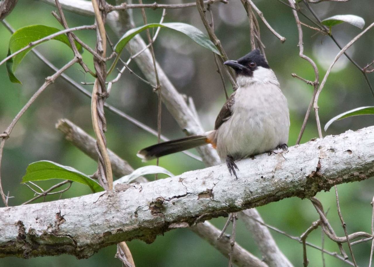 CLOSE-UP OF BIRD PERCHING ON TREE TRUNK