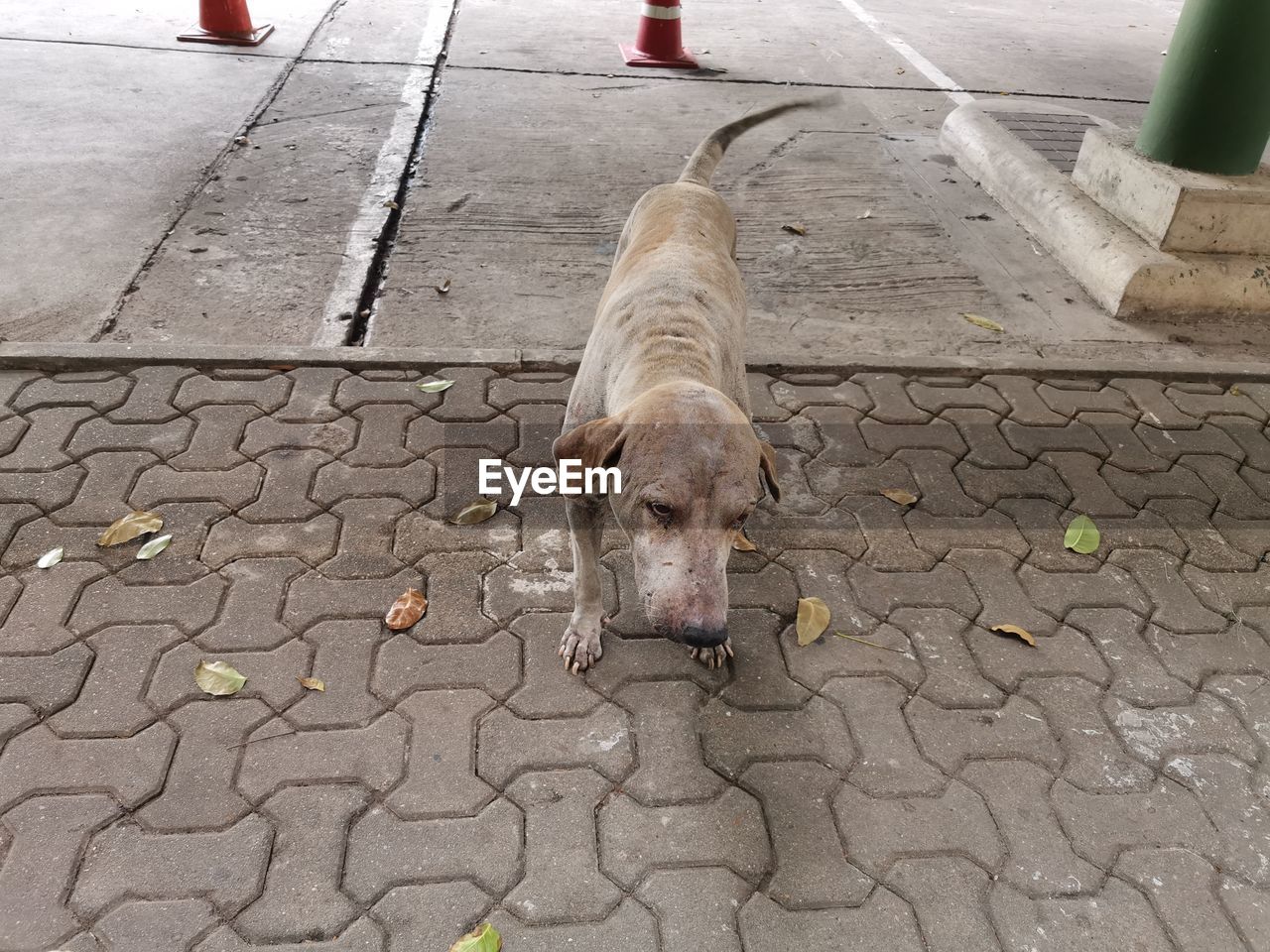 High angle view of dog on footpath