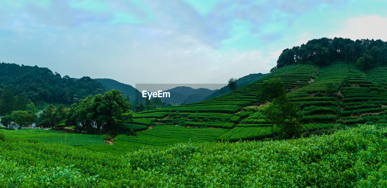 Scenic view of agricultural field against sky