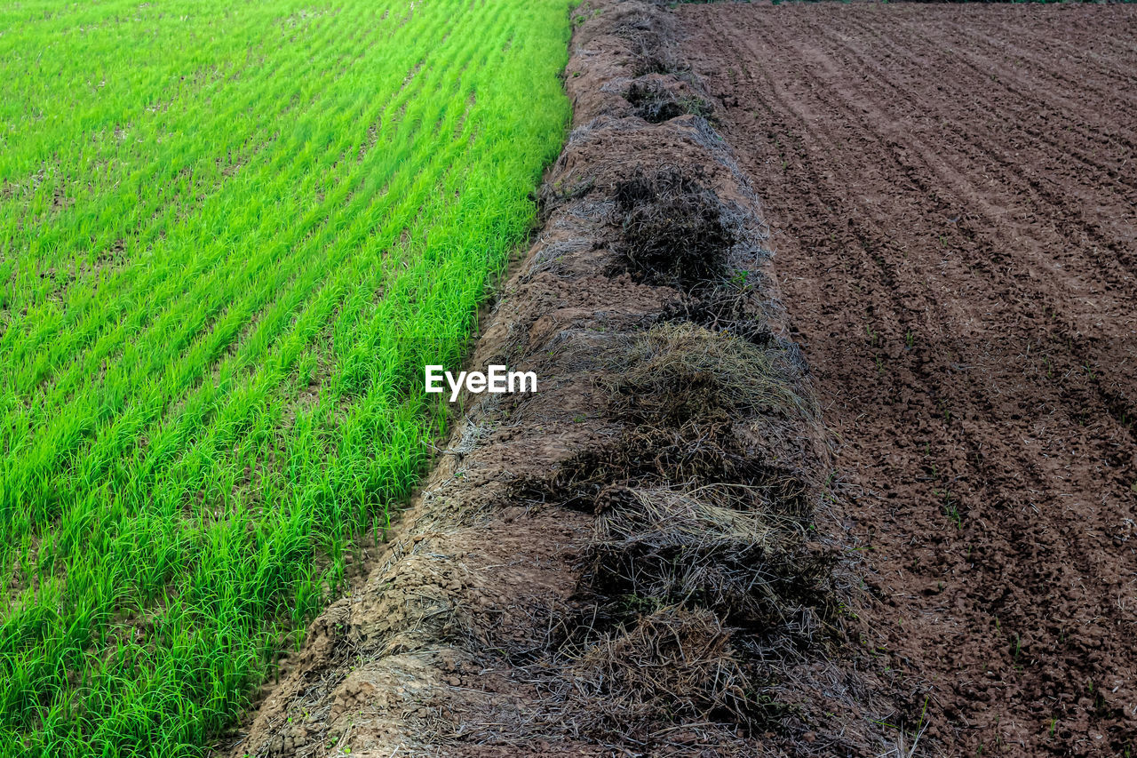 High angle view of rice paddy